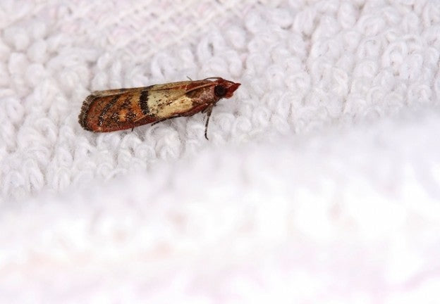 Controlling Moths: Clothing Storage Tips